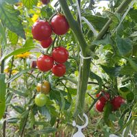 The Best of the Best